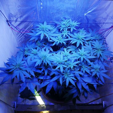 Durban Poison growlog timeline photo