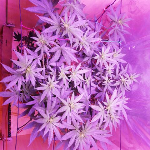 Durban Poison growlog timeline photo