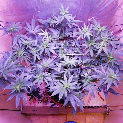 Durban Poison growlog timeline photo