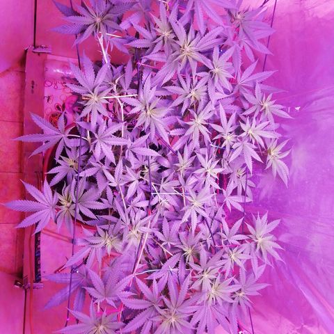 Durban Poison growlog timeline photo
