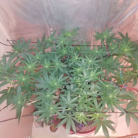 Durban Poison growlog timeline photo
