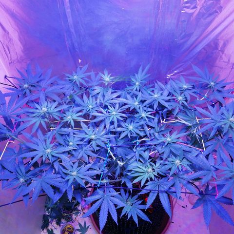Durban Poison growlog timeline photo