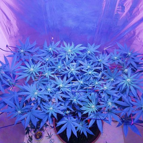 Durban Poison growlog timeline photo