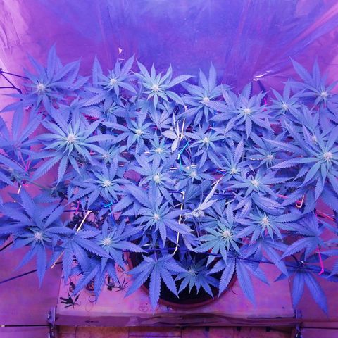 Durban Poison growlog timeline photo