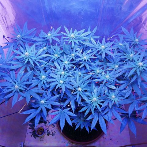 Durban Poison growlog timeline photo