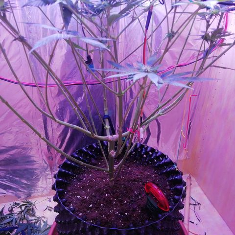 Durban Poison growlog timeline photo