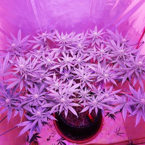 Durban Poison growlog timeline photo