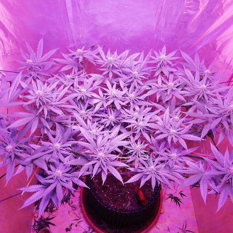 Durban Poison growlog timeline photo