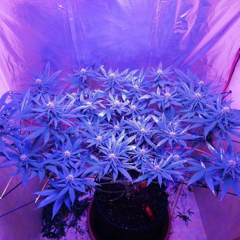 Durban Poison growlog timeline photo