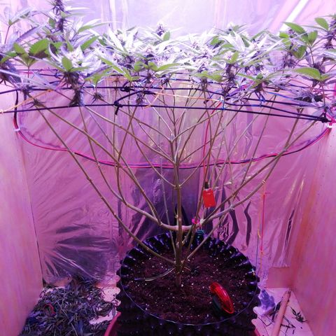 Durban Poison growlog timeline photo