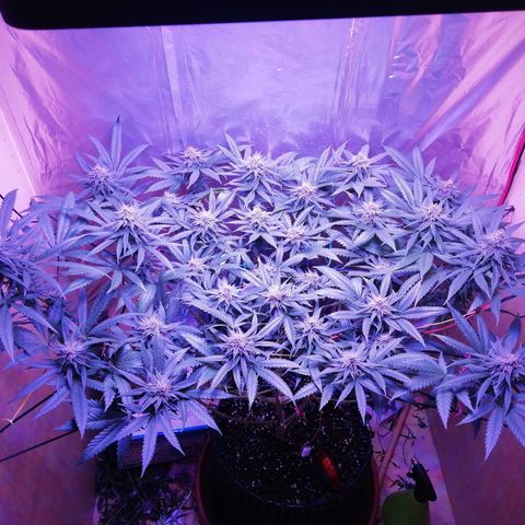 Durban Poison growlog timeline photo