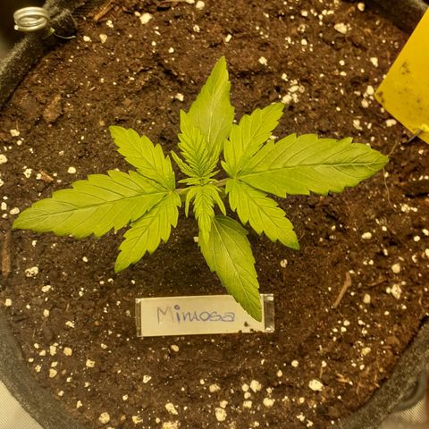 Mimosa x Orange Punch Auto growlog timeline photo