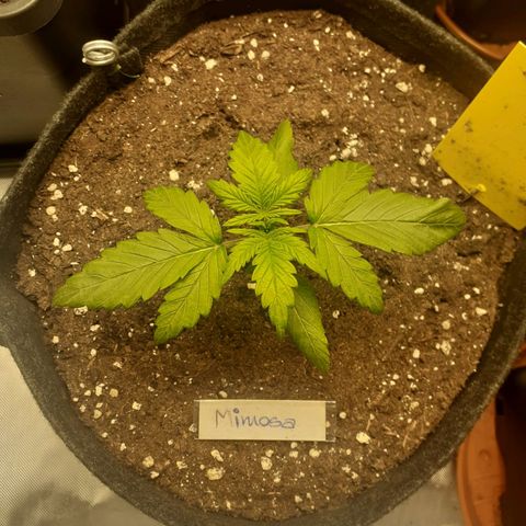 Mimosa x Orange Punch Auto growlog timeline photo