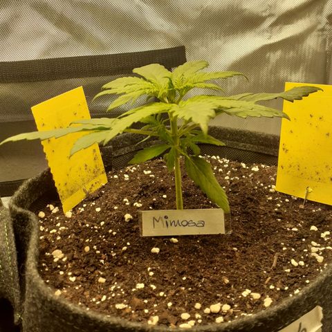 Mimosa x Orange Punch Auto growlog timeline photo