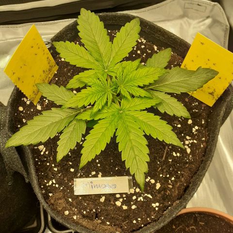 Mimosa x Orange Punch Auto growlog timeline photo