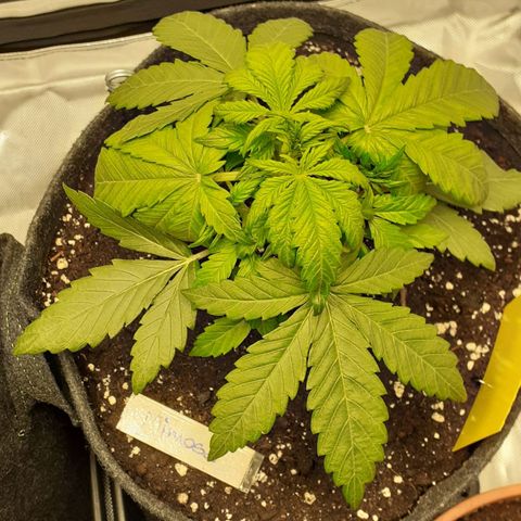 Mimosa x Orange Punch Auto growlog timeline photo