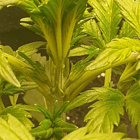 Mimosa x Orange Punch Auto growlog timeline photo