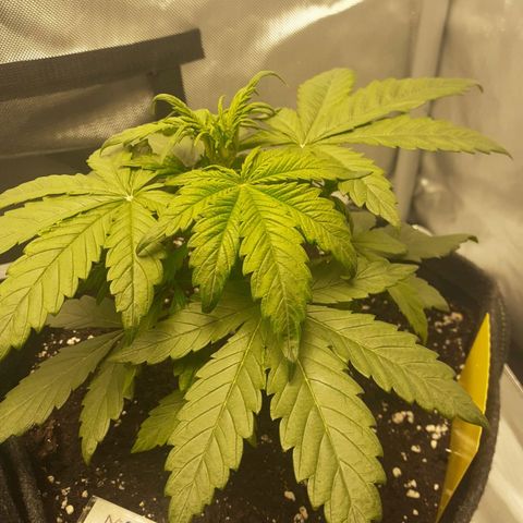 Mimosa x Orange Punch Auto growlog timeline photo