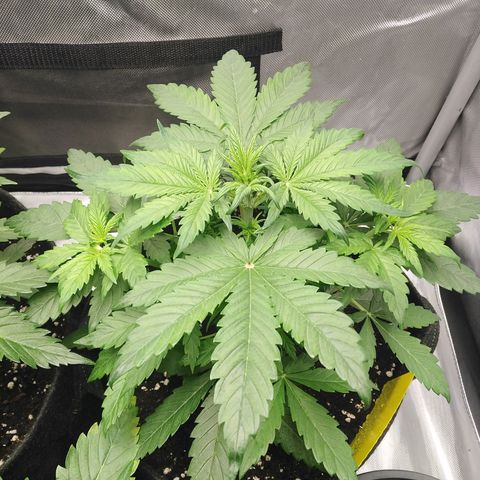 Mimosa x Orange Punch Auto growlog timeline photo