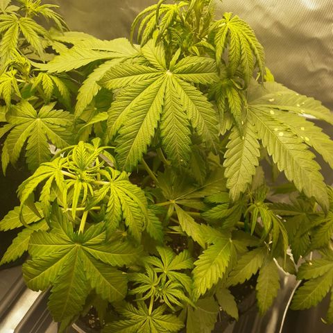 Mimosa x Orange Punch Auto growlog timeline photo