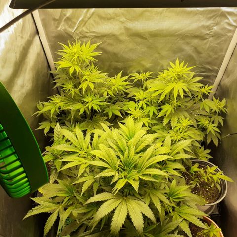 Mimosa x Orange Punch Auto growlog timeline photo