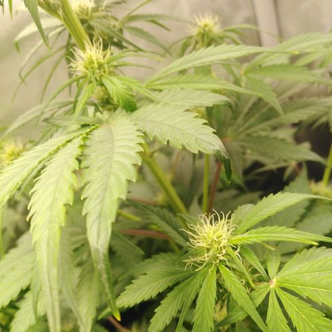 Mimosa x Orange Punch Auto growlog timeline photo