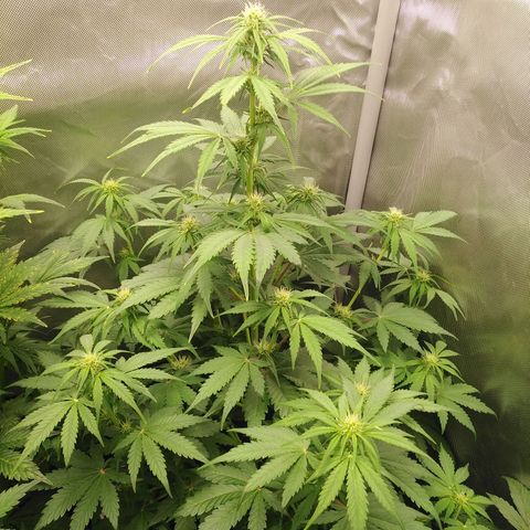 Mimosa x Orange Punch Auto growlog timeline photo