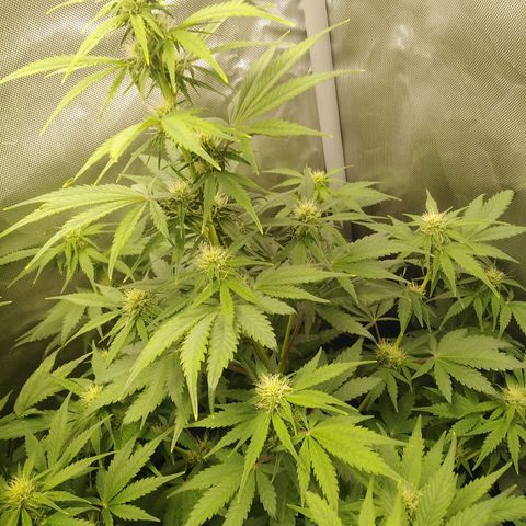 Mimosa x Orange Punch Auto growlog timeline photo