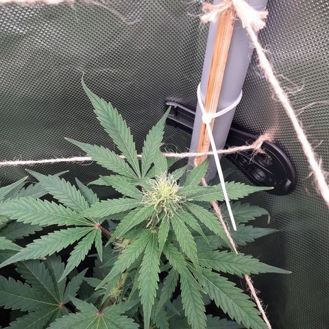 Mimosa x Orange Punch Auto growlog timeline photo