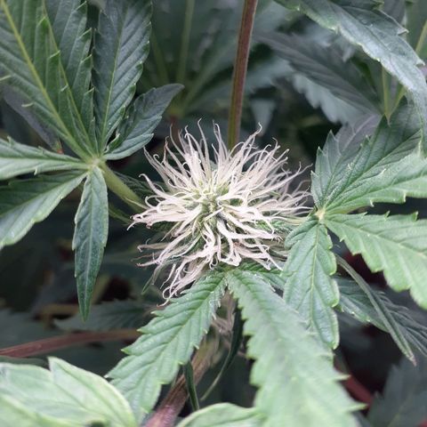 Mimosa x Orange Punch Auto growlog timeline photo