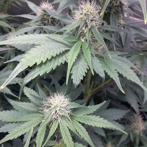 Mimosa x Orange Punch Auto growlog timeline photo