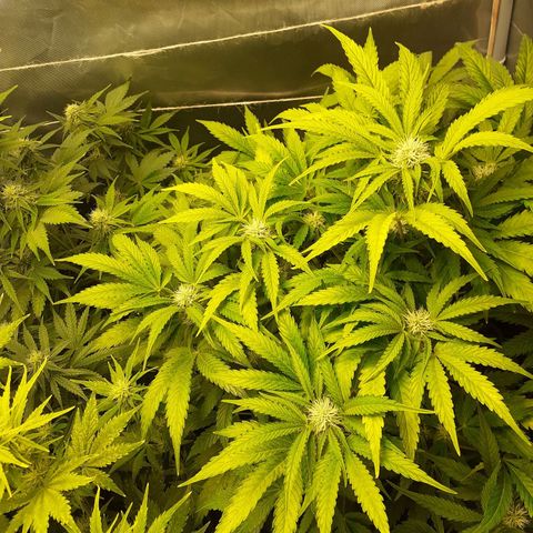 Mimosa x Orange Punch Auto growlog timeline photo