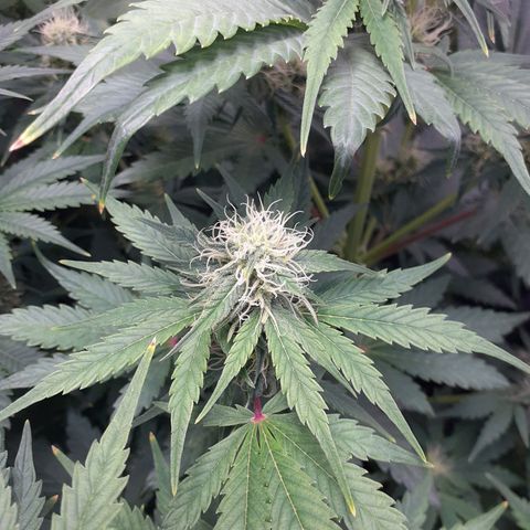 Mimosa x Orange Punch Auto growlog timeline photo