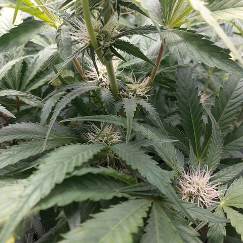 Mimosa x Orange Punch Auto growlog timeline photo