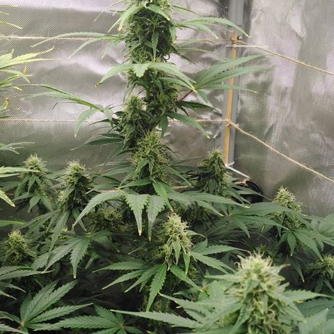 Mimosa x Orange Punch Auto growlog timeline photo