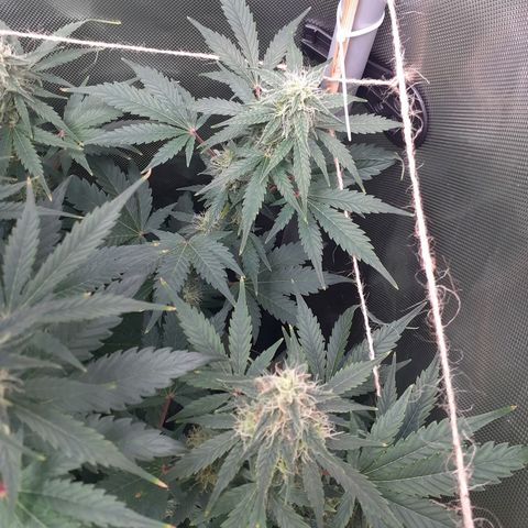 Mimosa x Orange Punch Auto growlog timeline photo