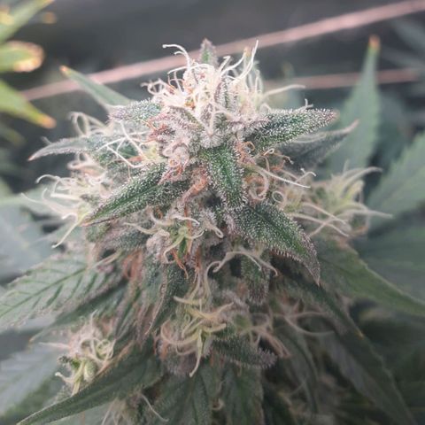 Mimosa x Orange Punch Auto growlog timeline photo