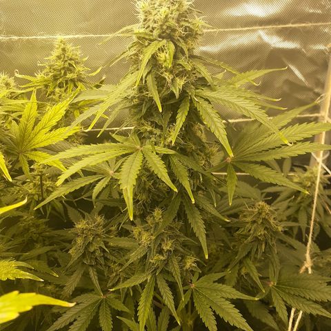 Mimosa x Orange Punch Auto growlog timeline photo