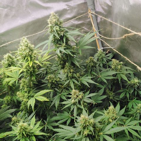 Mimosa x Orange Punch Auto growlog timeline photo