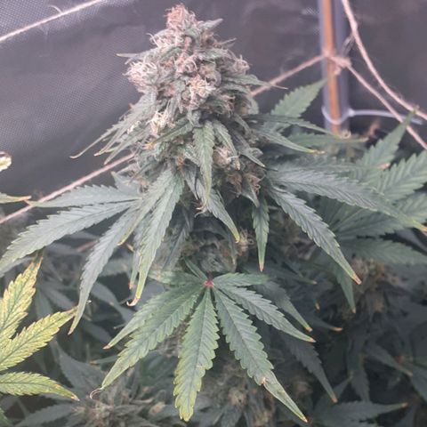 Mimosa x Orange Punch Auto growlog timeline photo