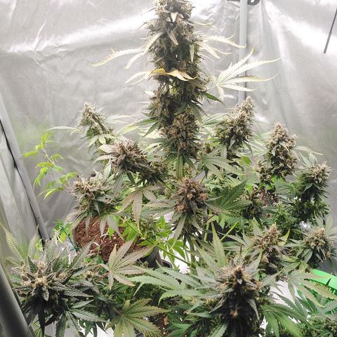 Mimosa x Orange Punch Auto growlog timeline photo