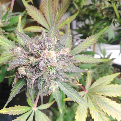 Mimosa x Orange Punch Auto growlog timeline photo