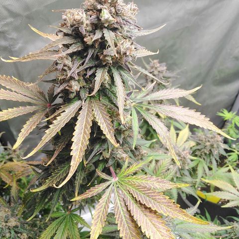 Mimosa x Orange Punch Auto growlog timeline photo