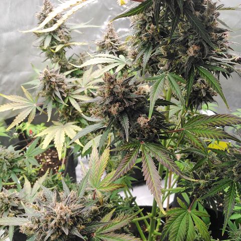 Mimosa x Orange Punch Auto growlog timeline photo