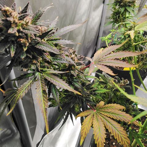 Mimosa x Orange Punch Auto growlog timeline photo