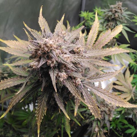 Mimosa x Orange Punch Auto growlog timeline photo