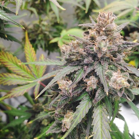 Mimosa x Orange Punch Auto growlog timeline photo