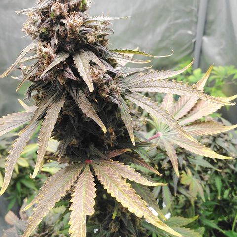 Mimosa x Orange Punch Auto growlog timeline photo