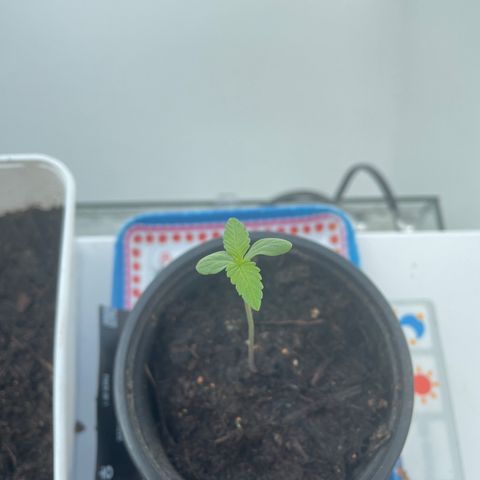 White widow  growlog timeline photo