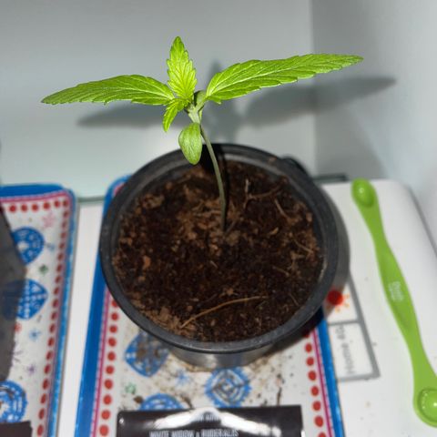 White widow  growlog timeline photo